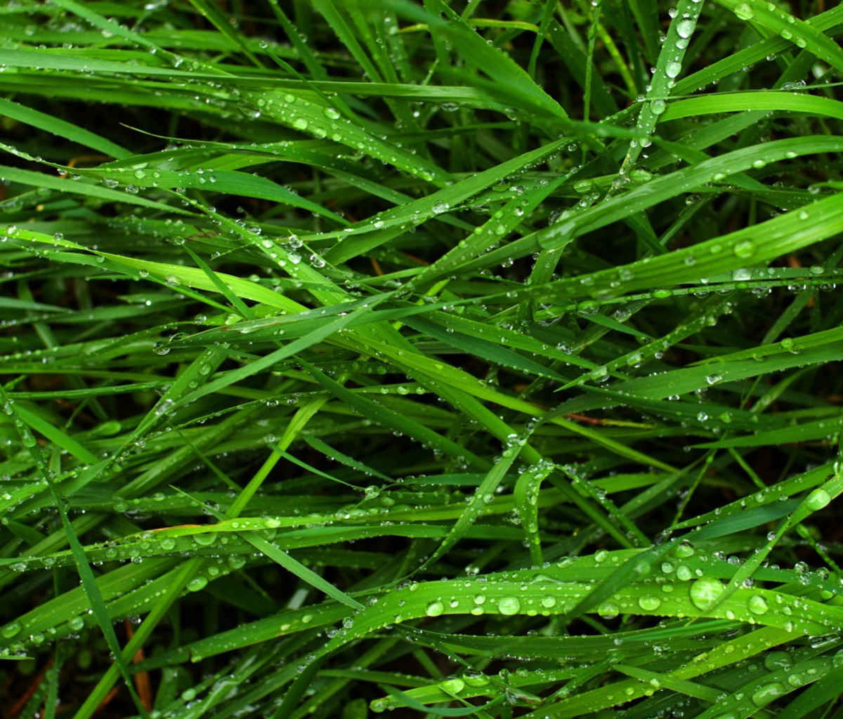 Обои Wet Grass 1200x1024