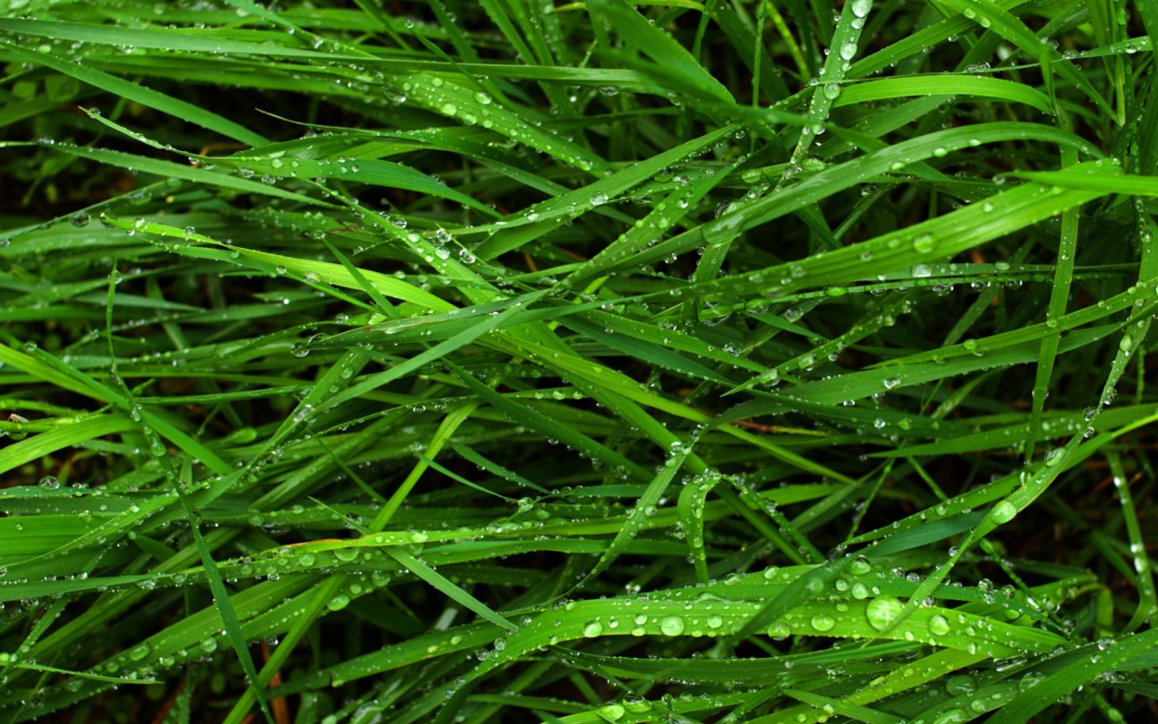 Fondo de pantalla Wet Grass 1280x800