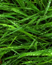 Das Wet Grass Wallpaper 176x220