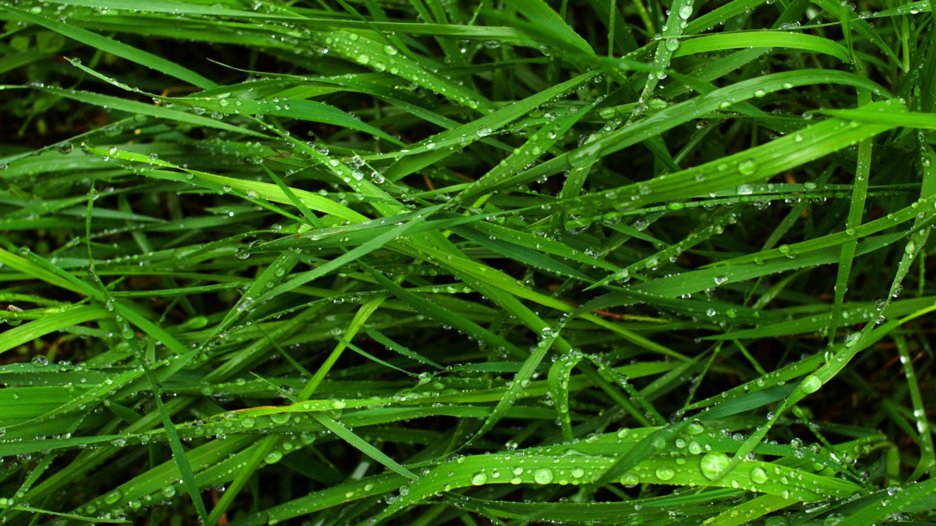 Sfondi Wet Grass 1920x1080