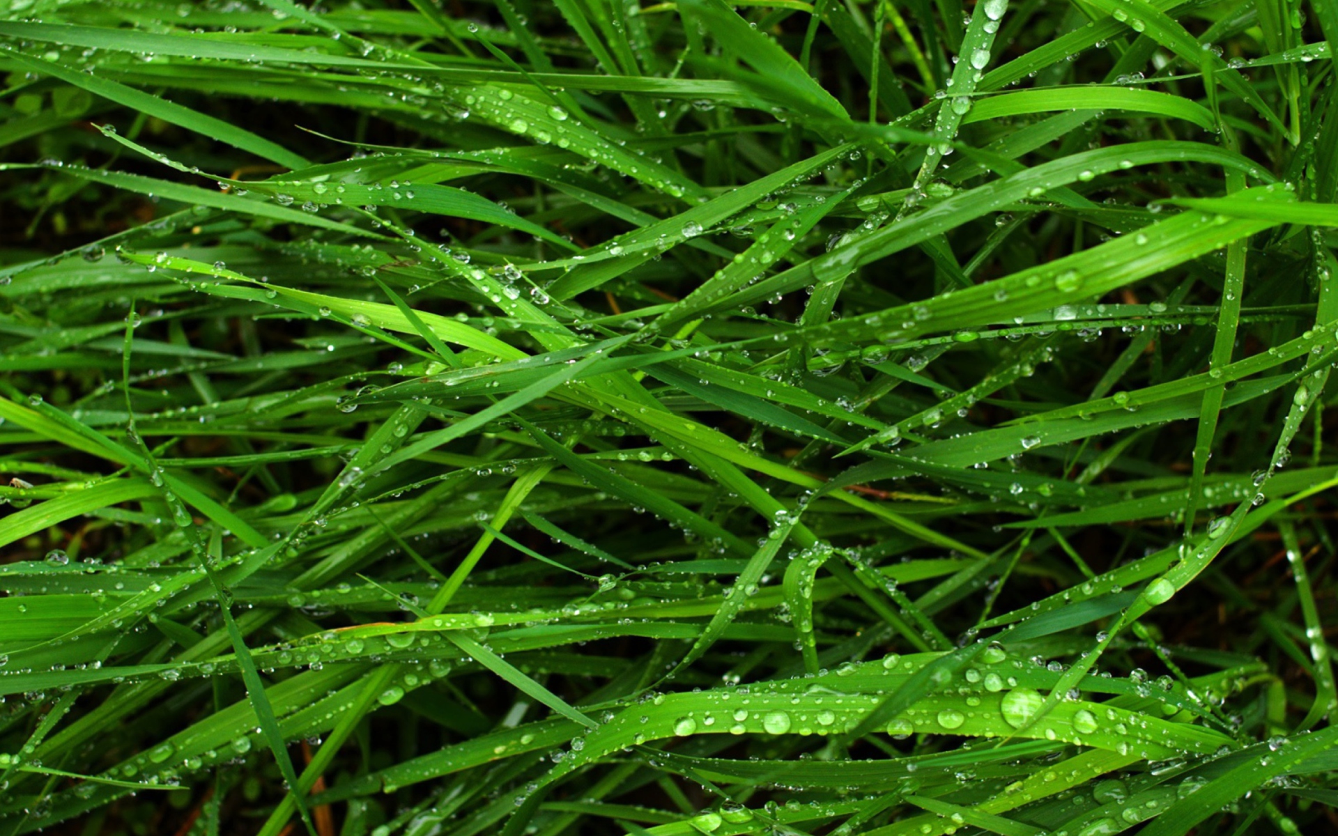 Wet Grass screenshot #1 1920x1200