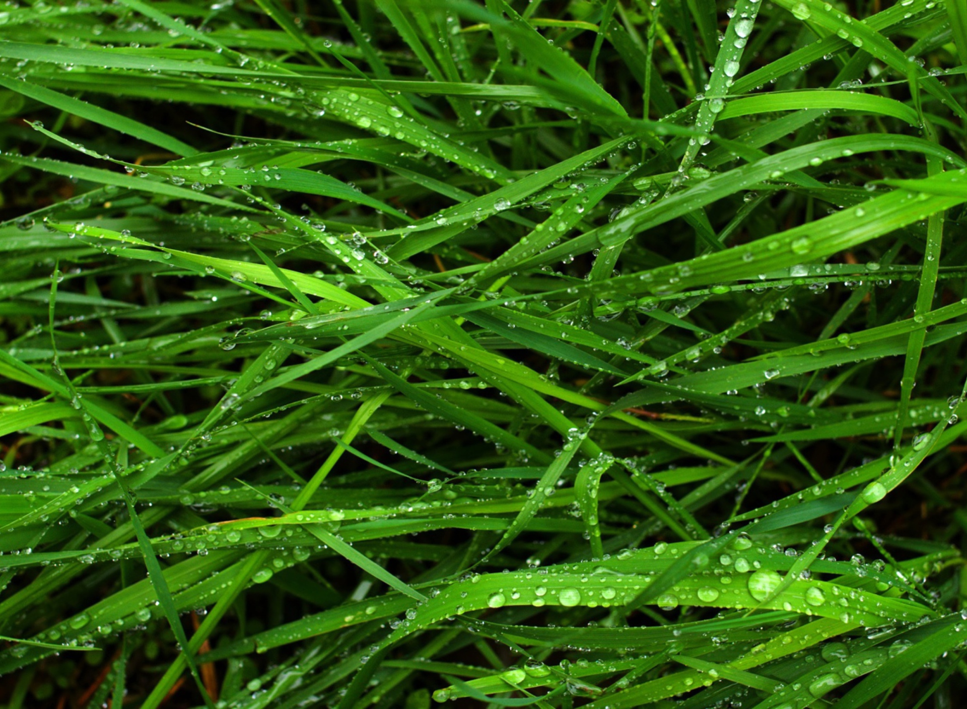 Das Wet Grass Wallpaper 1920x1408