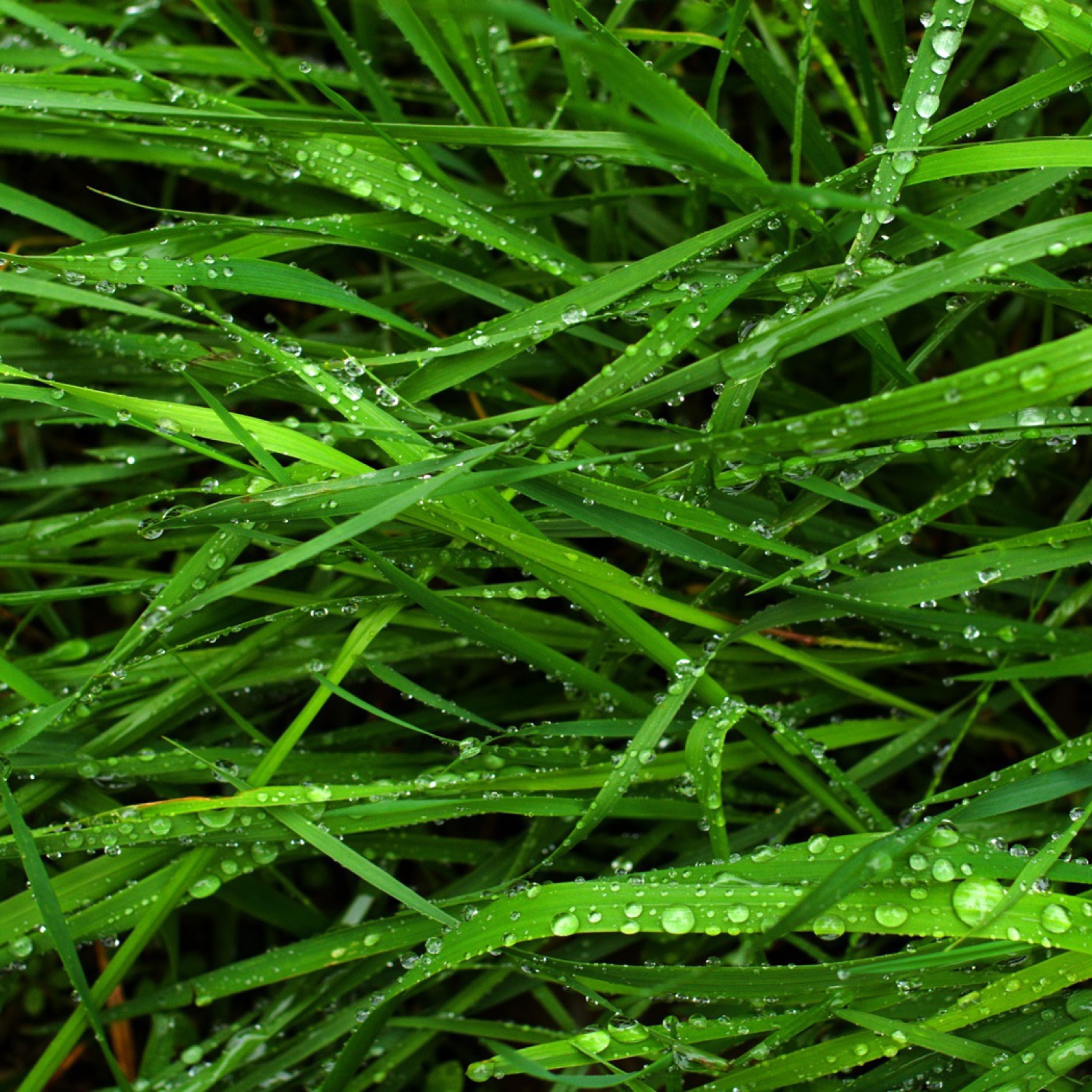 Sfondi Wet Grass 2048x2048