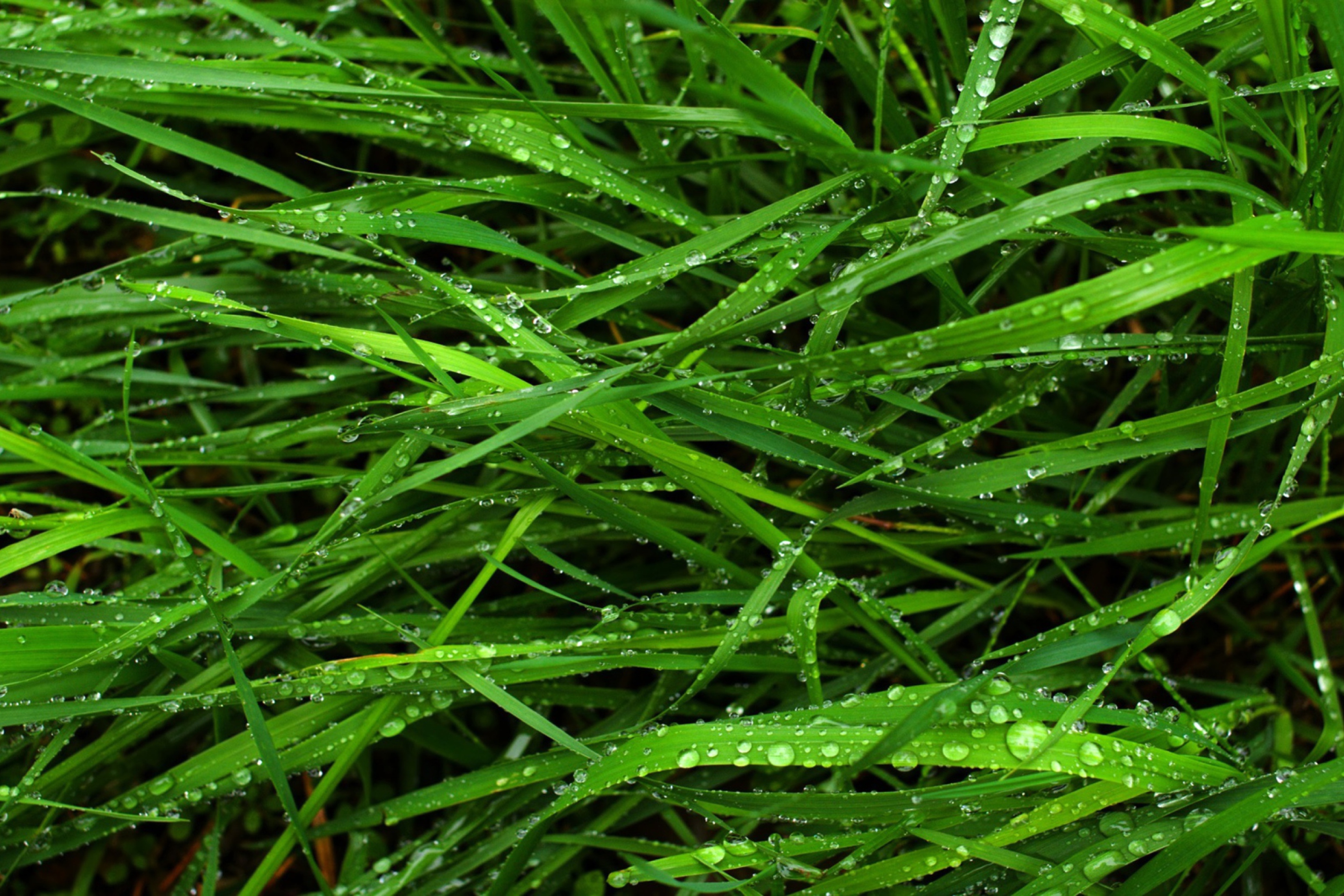 Das Wet Grass Wallpaper 2880x1920