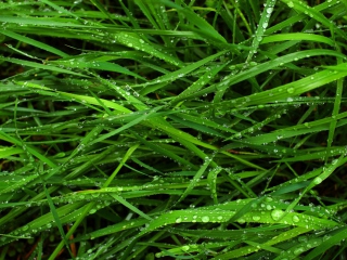 Das Wet Grass Wallpaper 320x240