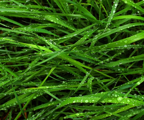 Sfondi Wet Grass 480x400