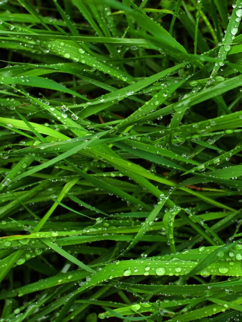 Обои Wet Grass 480x640