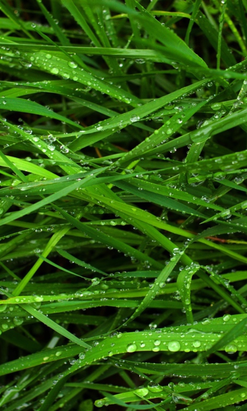 Das Wet Grass Wallpaper 480x800