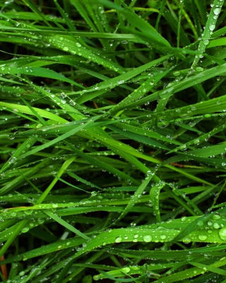 Wet Grass papel de parede para celular para Nokia C2-06