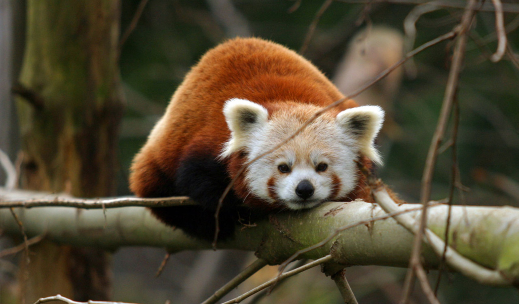 Cute Red Panda wallpaper 1024x600