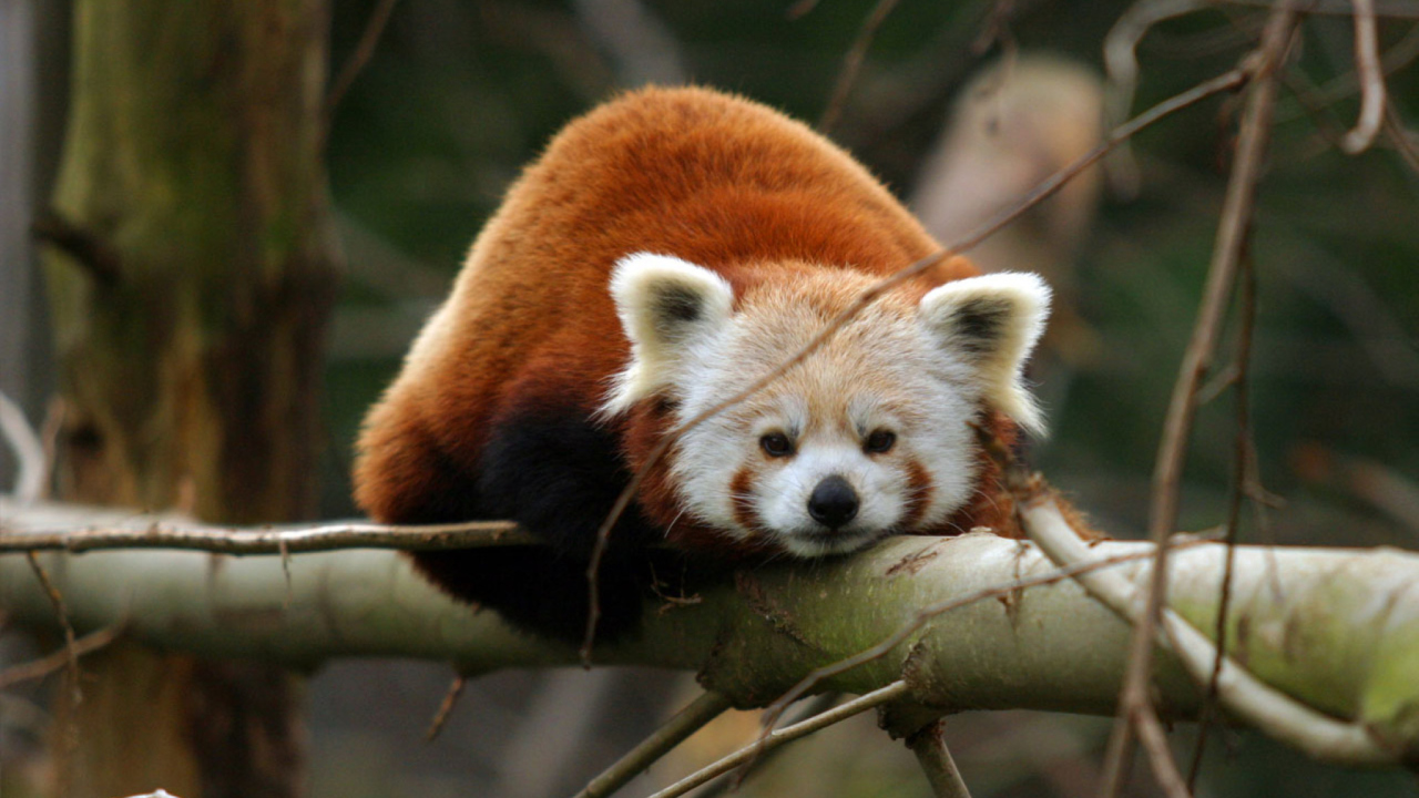 Fondo de pantalla Cute Red Panda 1280x720
