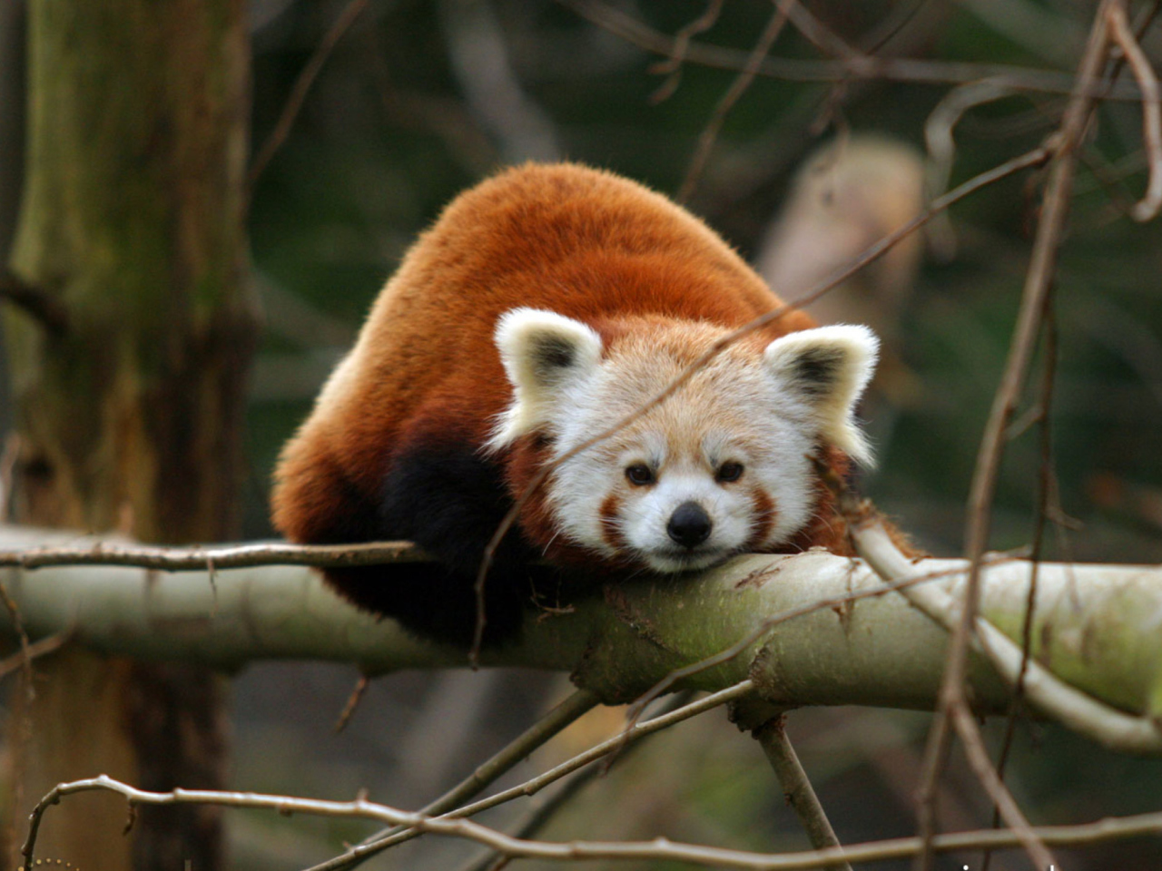 Fondo de pantalla Cute Red Panda 1280x960