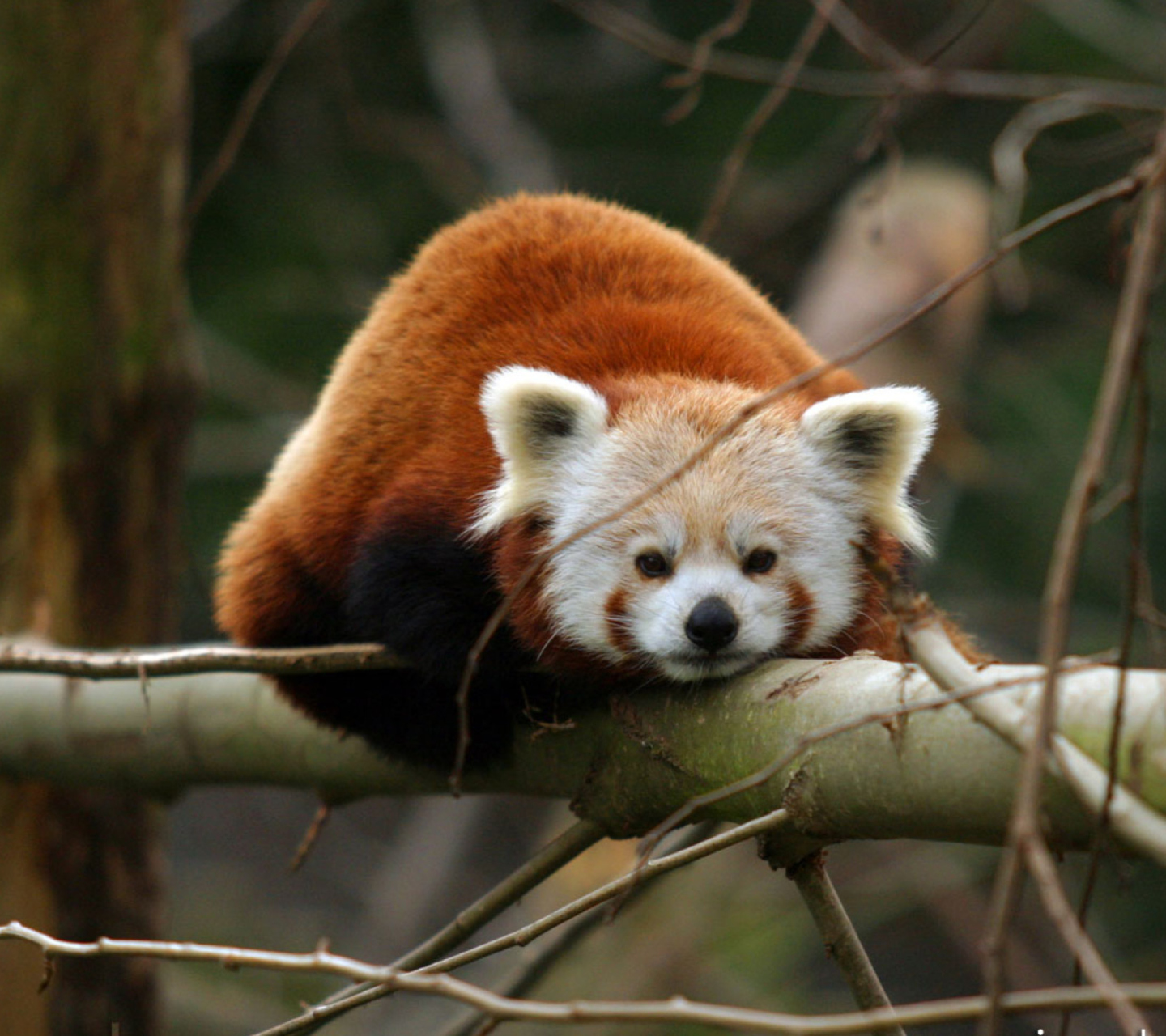 Обои Cute Red Panda 1440x1280