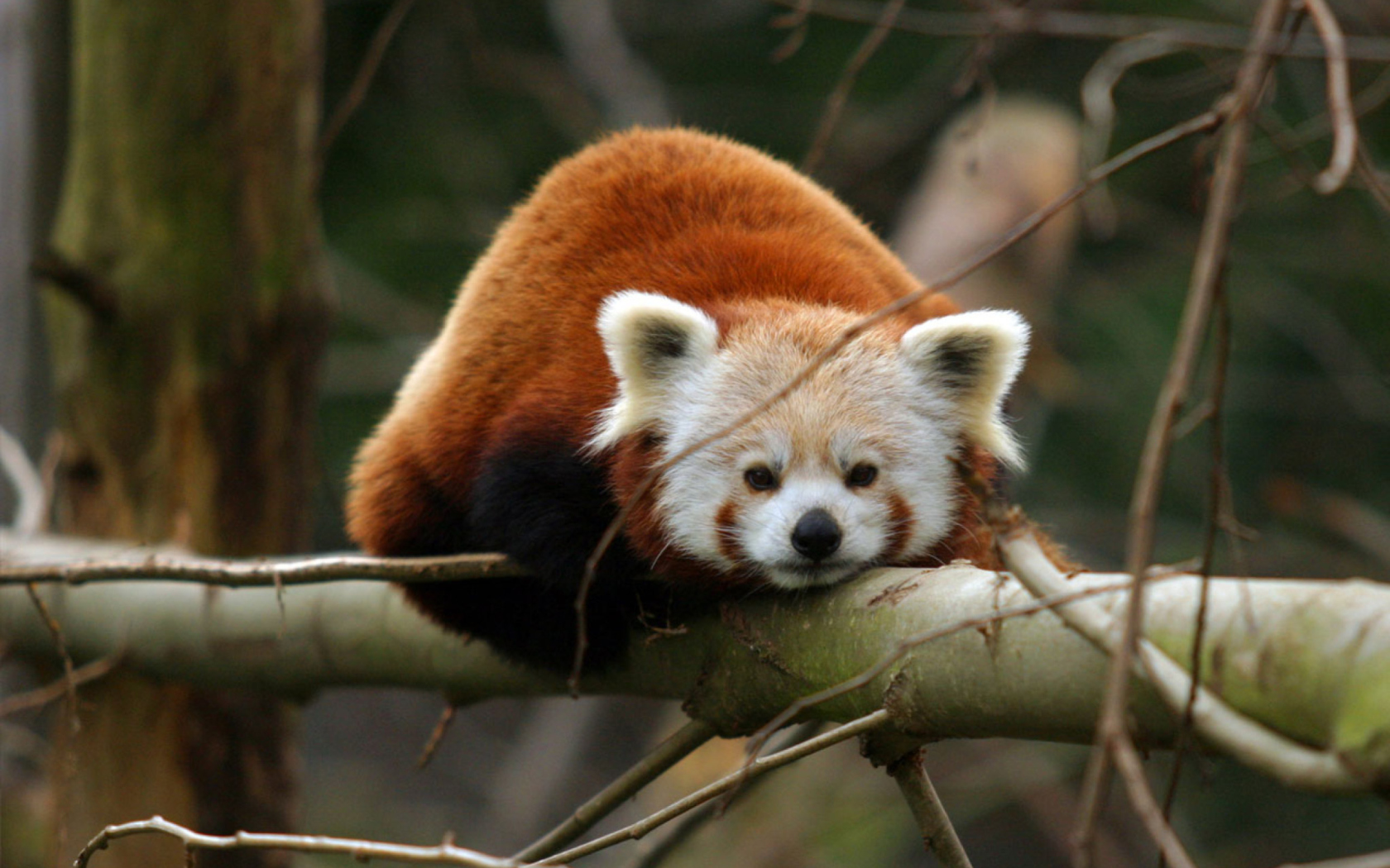 Fondo de pantalla Cute Red Panda 1680x1050
