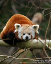 Sfondi Cute Red Panda 176x220