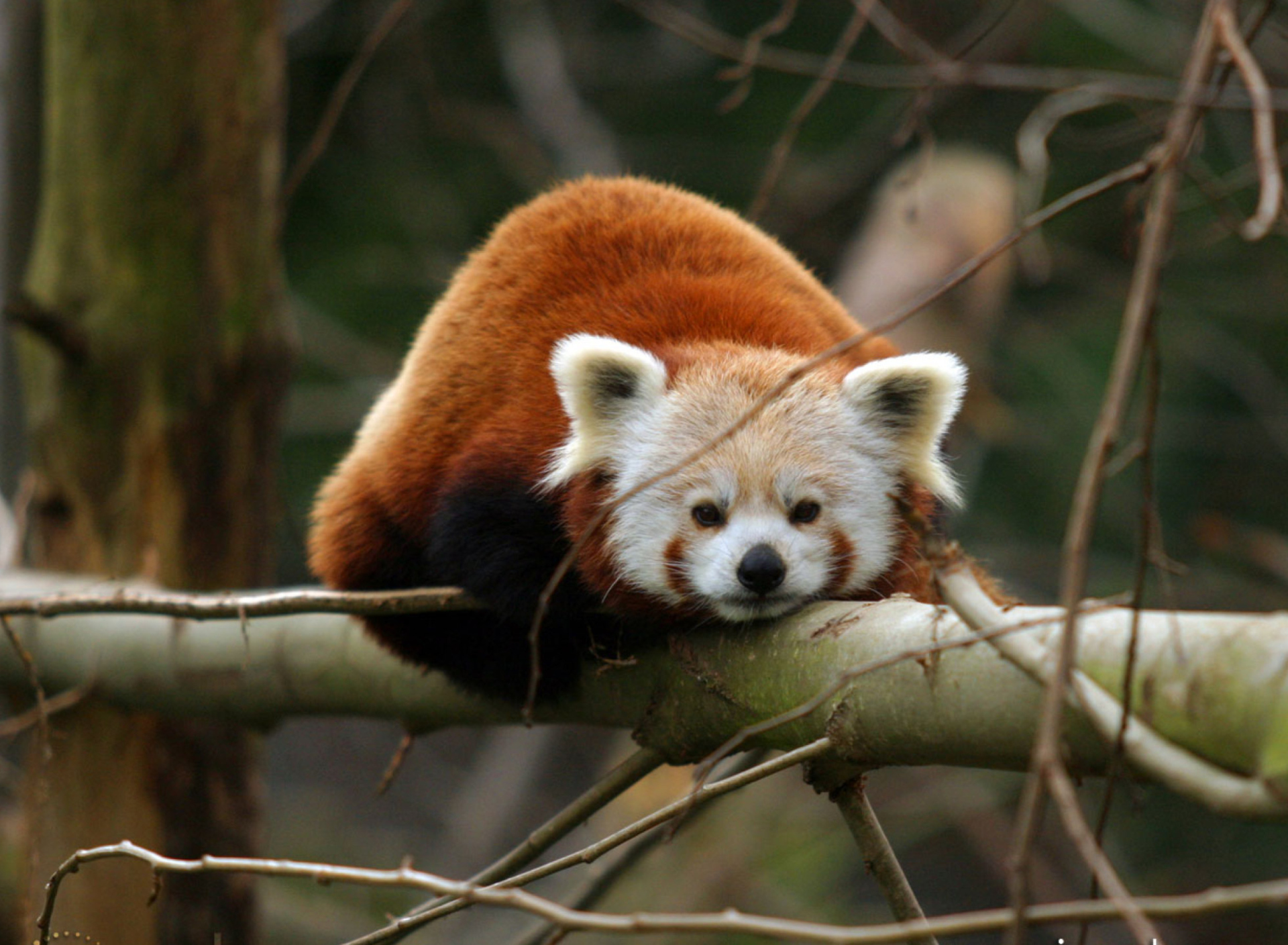 Fondo de pantalla Cute Red Panda 1920x1408