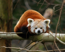 Обои Cute Red Panda 220x176