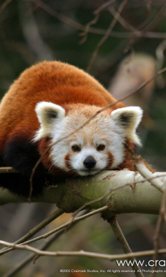 Sfondi Cute Red Panda 240x400
