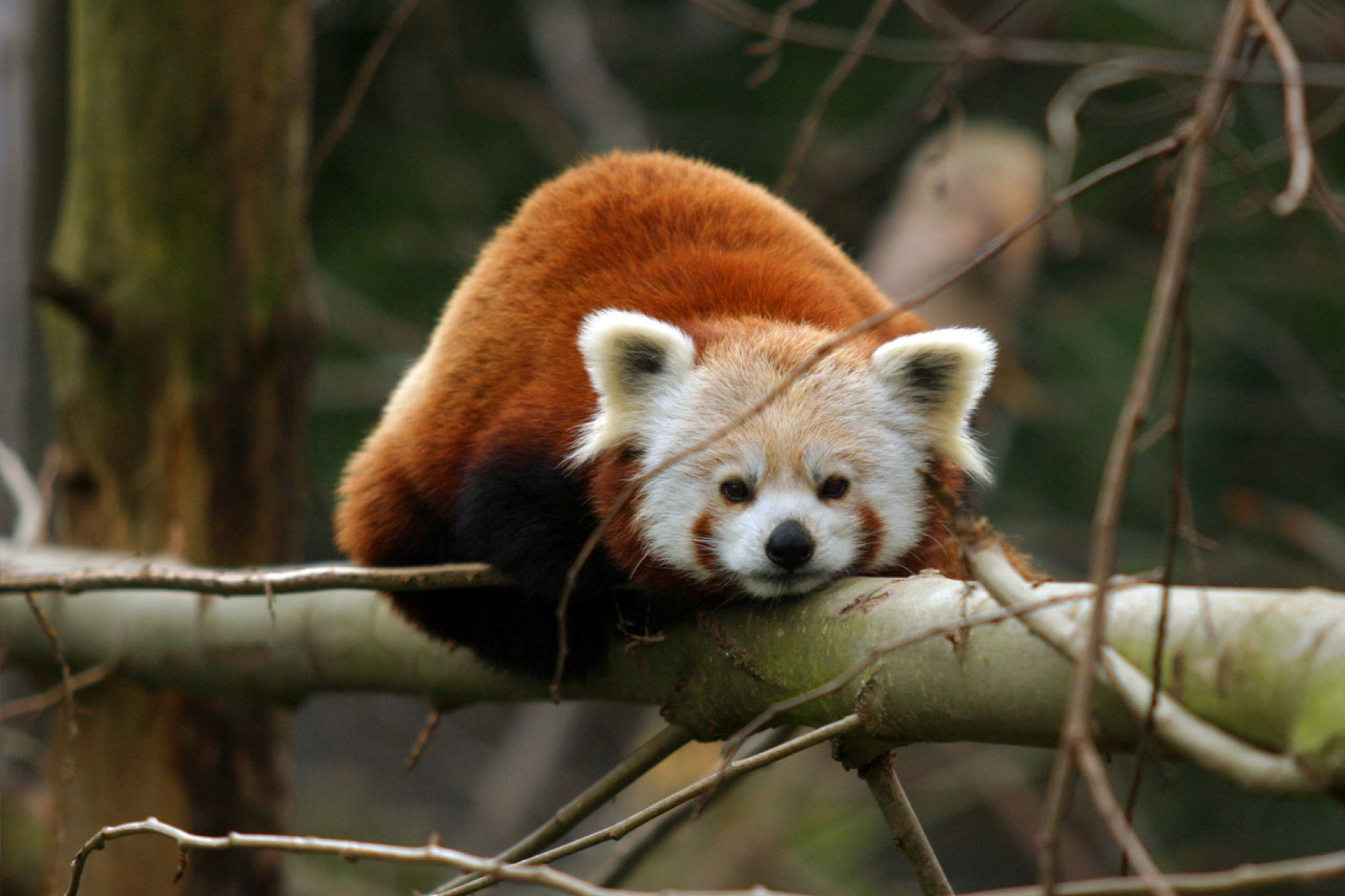 Sfondi Cute Red Panda 2880x1920