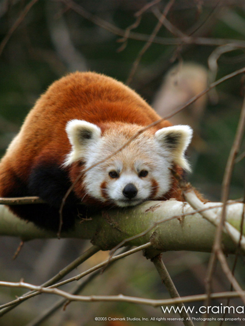Fondo de pantalla Cute Red Panda 480x640