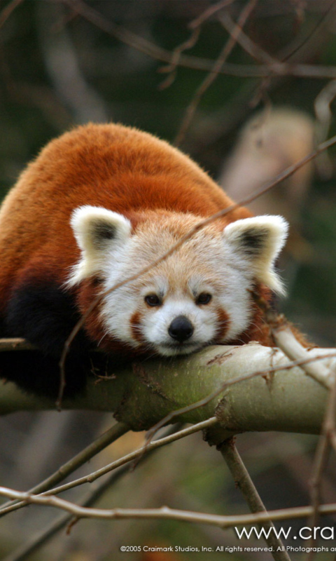 Fondo de pantalla Cute Red Panda 480x800