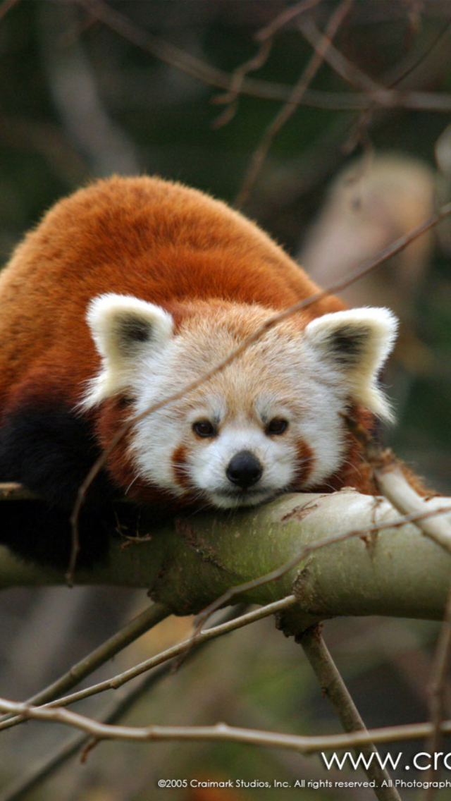 Fondo de pantalla Cute Red Panda 640x1136