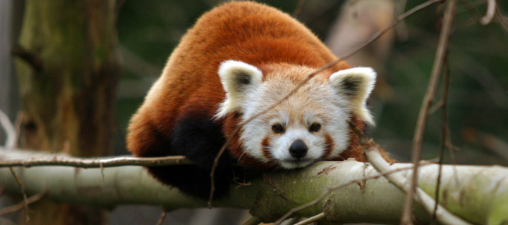 Cute Red Panda screenshot #1 720x320