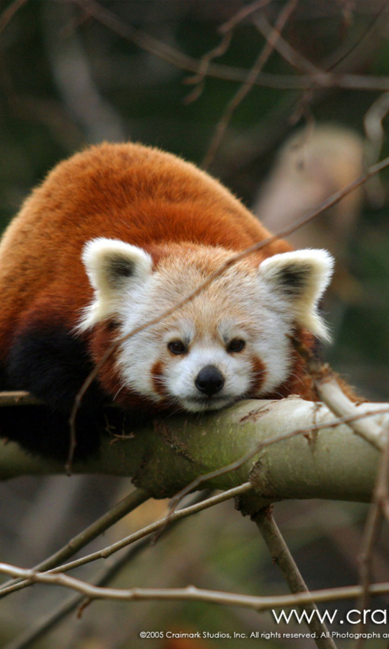 Das Cute Red Panda Wallpaper 768x1280