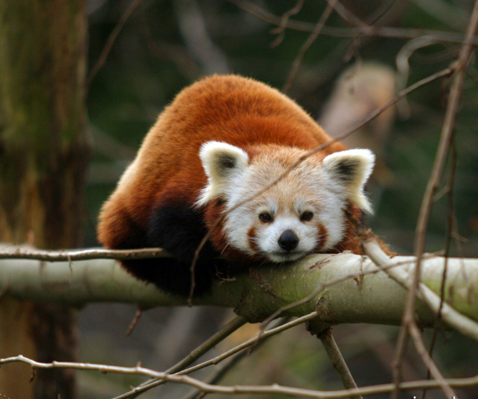 Fondo de pantalla Cute Red Panda 960x800