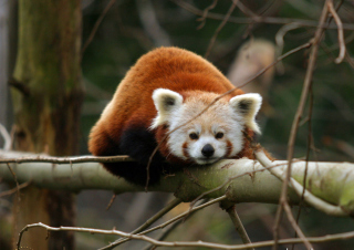Cute Red Panda - Obrázkek zdarma 