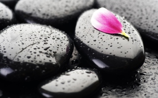 Stones And Petal Background for Android, iPhone and iPad