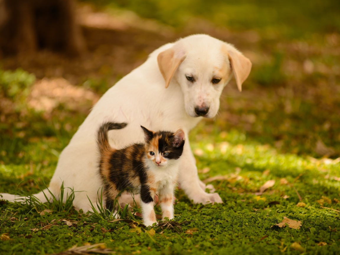 Обои Puppy and Kitten 1152x864
