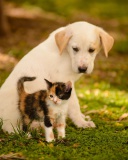 Puppy and Kitten wallpaper 128x160