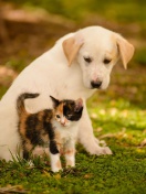 Puppy and Kitten wallpaper 132x176