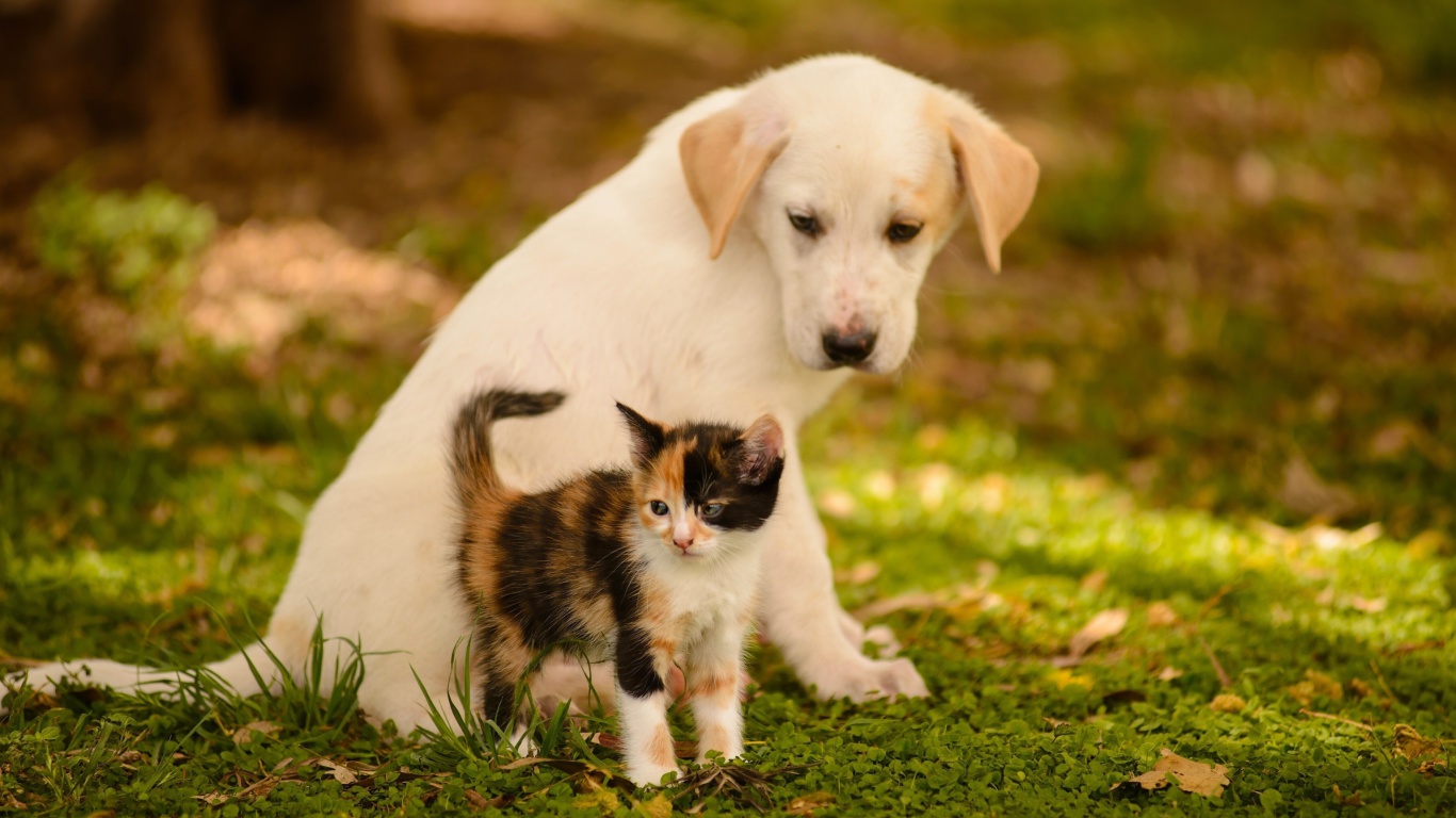 Fondo de pantalla Puppy and Kitten 1366x768