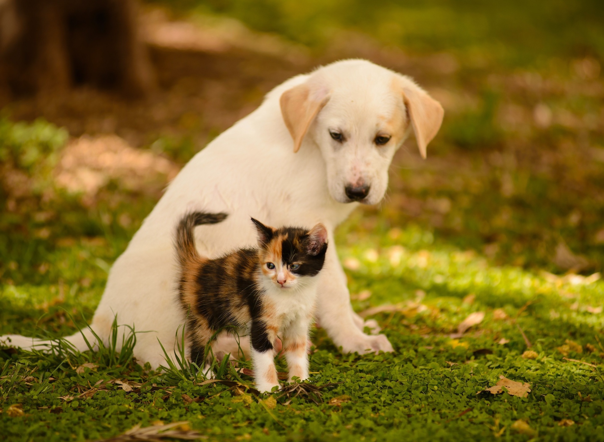 Puppy and Kitten wallpaper 1920x1408