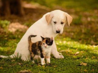 Обои Puppy and Kitten 320x240