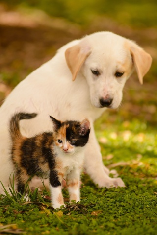 Das Puppy and Kitten Wallpaper 320x480
