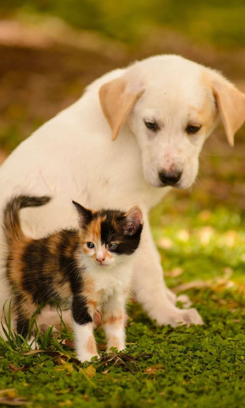 Puppy and Kitten wallpaper 480x800