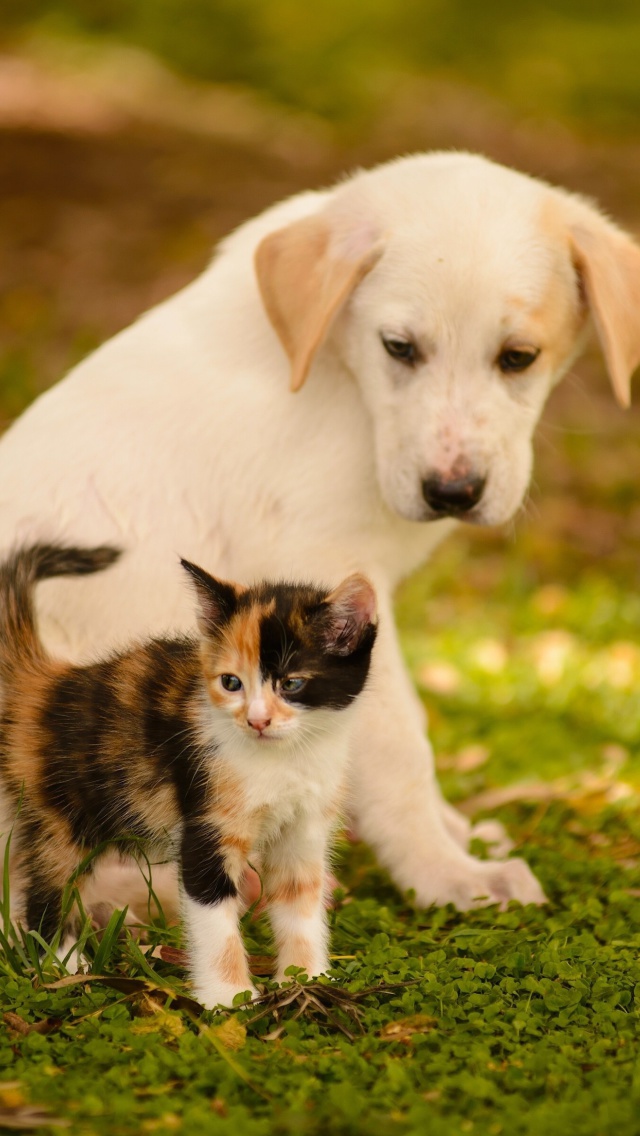 Обои Puppy and Kitten 640x1136