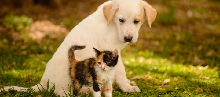 Das Puppy and Kitten Wallpaper 720x320