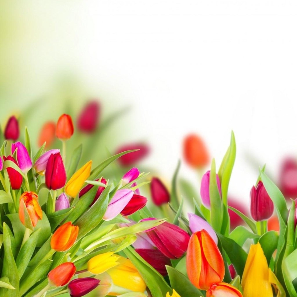 Fondo de pantalla Tender Spring Tulips 1024x1024