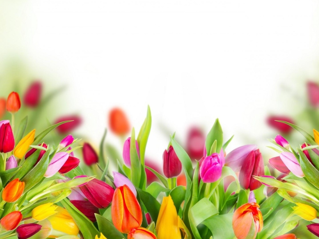 Das Tender Spring Tulips Wallpaper 1024x768