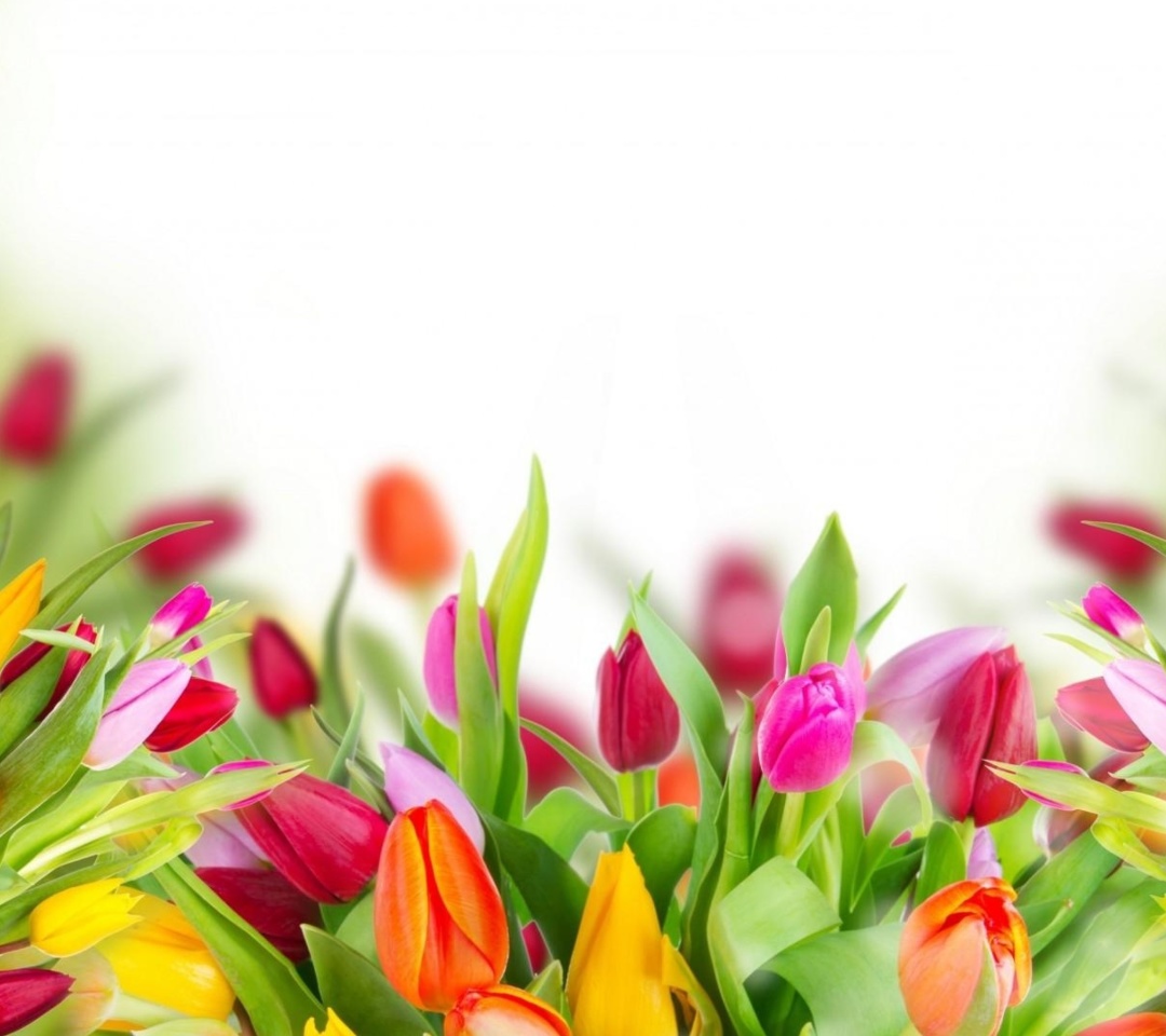 Обои Tender Spring Tulips 1080x960
