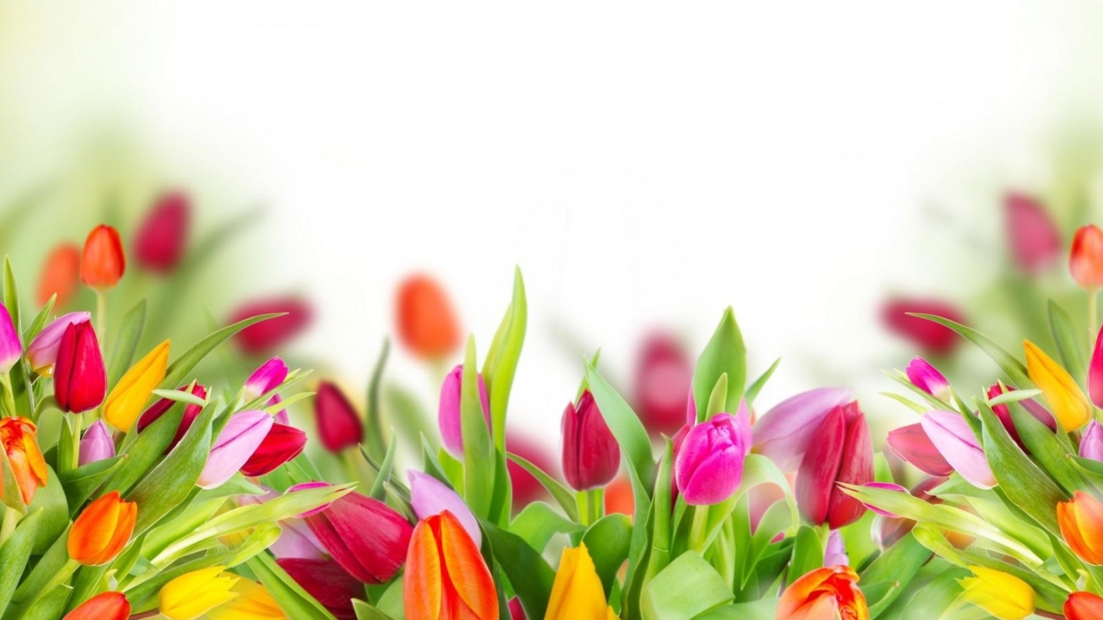 Tender Spring Tulips wallpaper 1600x900