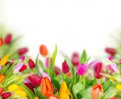 Screenshot №1 pro téma Tender Spring Tulips 176x144