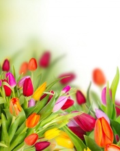 Sfondi Tender Spring Tulips 176x220