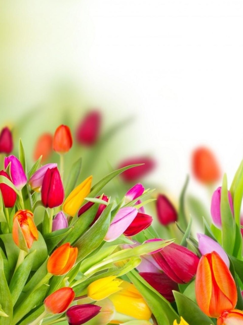 Tender Spring Tulips wallpaper 480x640
