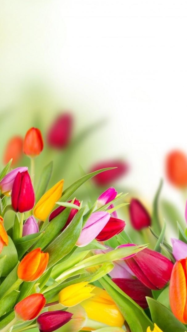 Tender Spring Tulips wallpaper 640x1136