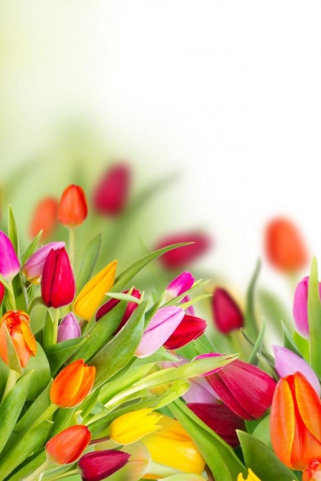 Das Tender Spring Tulips Wallpaper 640x960